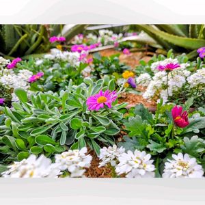 アネモネ,イベリス,ネメシア,ネメシア,クリソセファラムの画像