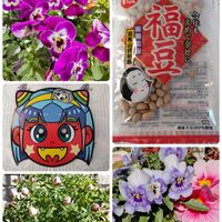 花かんざし,節分,小さな幸せ♡,花友さんに感謝♡,こぺんちゃん通信の画像