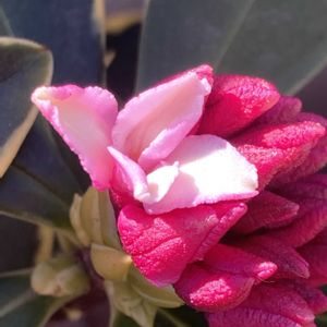 ジンチョウゲ,玄関先の画像