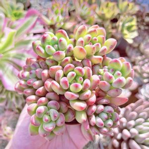 セダム パーフェクトフェアリー,セダム トムキャット,セダム トミーキャット,エケベリア トーレス,神奈川タニラーの画像