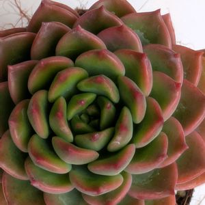 多肉植物,葉挿し,リメ缶,多肉寄せ植え,リメ鉢の画像