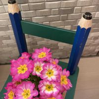 プリムラ　ジュリアン,プリムラ　ジュリアンの画像