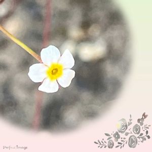小さな花,可愛らしい,花のある暮らしの画像