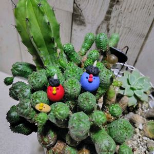 サボテン,寄せ植え,多肉植物,大好き,お気に入り♡の画像