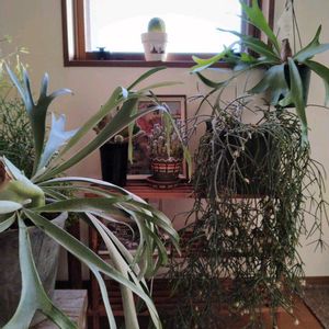 リプサリス,多肉植物,観葉植物, ビカクシダ,ビカクシダネザーランドの画像