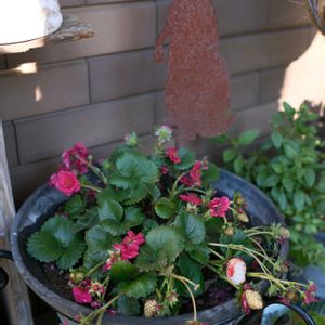 イチゴ,ローズベリーレッド,ローズベリーレッド,ローズベリーレッド,ベルツモアの画像