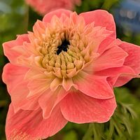 アネモネ,花のある暮らし,多様性を愛する会,人に優しくの画像