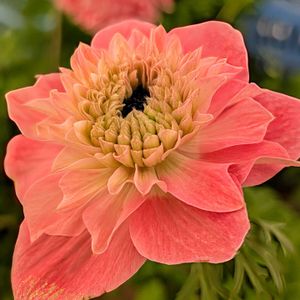 アネモネ,花のある暮らし,多様性を愛する会,人に優しくの画像