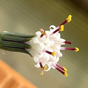 グリーンネックレス,グリーンネックレス,デージー,デージー,ノースポールの画像