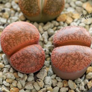 メセン,リトープス属,タニラー,リトープス✧,その他部屋の画像