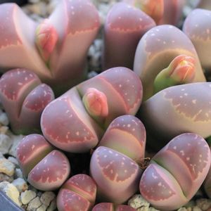 メセン,リトープス属,タニラー,リトープス✧,その他部屋の画像