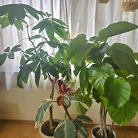 パキラ,パキラ,ウンベラータ,ウンベラータ,フイカス　マーブルショコラの画像