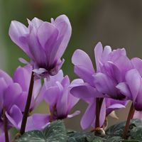 シクラメンの画像