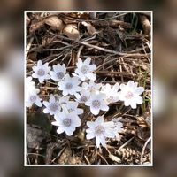 雪割草,立春,春を待つ,春を告げる花,がんばる♡の画像