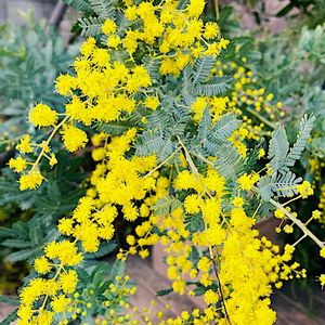 ミモザ,ミモザ,ビタミンカラー,感謝,マメ科の画像