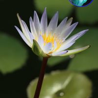 熱帯睡蓮 ドウベン,温室,都立神代植物公園,EOS,青い花マニアの画像