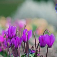 ガーデンシクラメン,EOS,青い花マニア,チーム・ブルー,チーム・ブルーNo.022の画像