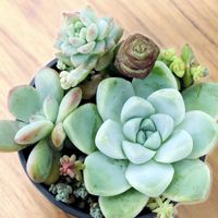 花のある暮らし,多肉女子,その他部屋の画像