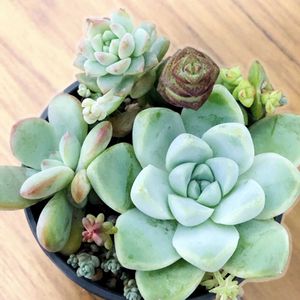 花のある暮らし,多肉女子,その他部屋の画像