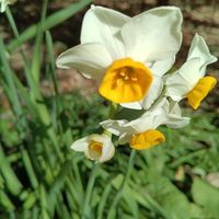 スイセンの画像