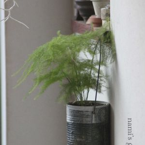 チランジア,ウスネオイデス,チランジア　ウスネオイデス,アスパラガス,その他部屋の画像