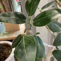 フィカス ベンガレンシス,フィカス ベンガレンシス オードリー,フィカス ベンガレンシス オードリー,ベンガル菩提樹,ゴムノキの画像