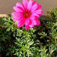 チェリーセージ,ブルーベリーの木（紅葉）,ブルーベリーの新芽,ブルーベリーの新芽,ビジューマム　ローズクォーツの画像