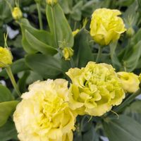 トルコキキョウ,お出かけ先の画像