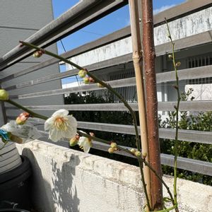 南高梅,沖縄,白い花マニア,白い水曜日♡,家庭菜園の画像