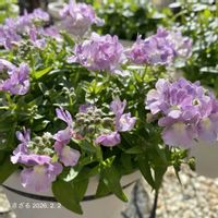 ネメシア,ネメシア,ネメシアメーテル,ネメシアメーテル・ミステリックブルー,ネメシアメーテル・ミステリックブルーの画像