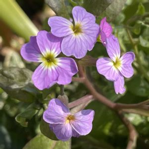 バージニアストック,葉牡丹,花壇,お花大好き♡,復興祈願の画像