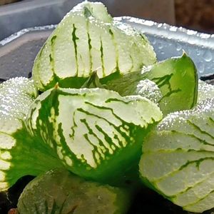 ハオルチア楊貴妃,ハオルチア属,多肉ちゃん,ボタニカルライフ,新芽の画像