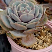 エケベリア,レッドこころ,レッドこころ,多肉植物,小さな花壇の画像