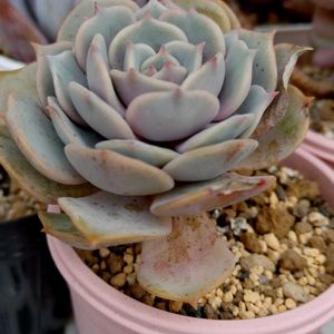 エケベリア,レッドこころ,レッドこころ,多肉植物,小さな花壇の画像