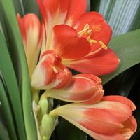クンシラン,クンシラン,リビング,癒し,オレンジ色の花の画像
