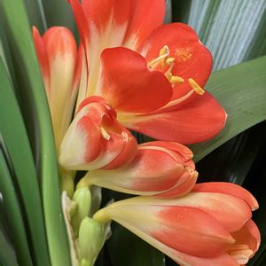 クンシラン,クンシラン,リビング,癒し,オレンジ色の花の画像