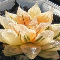 白帝城錦 糊斑,ハオルチア属,多肉ちゃん,ボタニカルライフ,新芽の画像