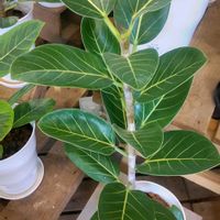 フィカス ベンガレンシスの画像