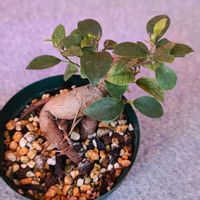 ガジュマル,ガジュマル,観葉植物,ガーデニング,ボタニカルライフの画像