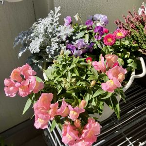 キンギョソウ　ポップアップ,寄せ植え,成長記録,ベランダの画像