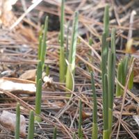 スイセン,Juneの会,2020年6月同期NO.002,水曜日は水仙,庭の画像
