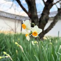 スイセン,スイセン,スイセン,スイセン,勧修寺の画像