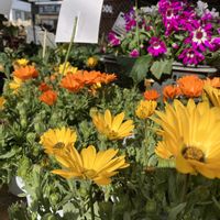 キンセンカ,サイネリア,アフリカキンセンカ,花ざかり,花撮りドライブの画像