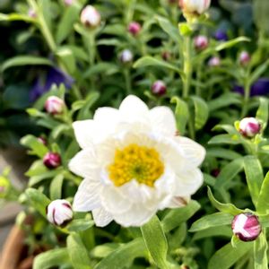 スマホ撮影,はなかんざし,ベテラン乙女倶楽部,花友さんに感謝♡,白い水曜日♡の画像