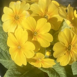 ラナンキュラス,薔薇,メラコイデス,オステオスぺルマム,ビタミンカラー♡の画像