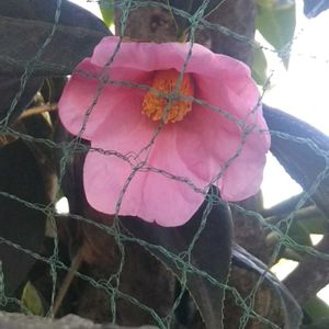 ツバキ,花のある暮らし,ピンク❤︎ピンク,我が家のベテラン,おうち園芸の画像