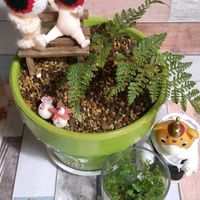 ユリ,トキワシノブ,タバリア,ブースカ,繋がりに感謝✨の画像