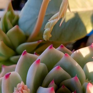 エケベリア,多肉植物,観葉植物,塊根植物,花の画像
