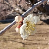 白梅,風景,畑の画像