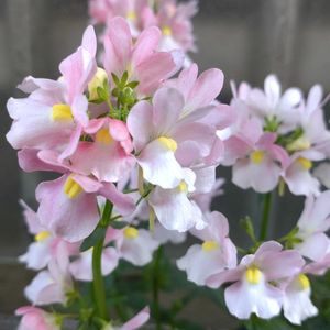 鉢植え,ガーデニング,散策,立春,植え込みの画像